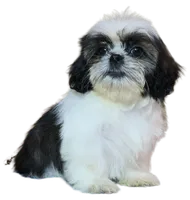 "Caleb", a male Shih Tzu for sale in San Diego, CA – Photo 2 of 10