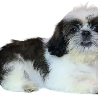 "Caleb", a male Shih Tzu for sale in San Diego, CA – Photo 10 of 10