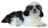 "Caleb", a male Shih Tzu for sale in San Diego, CA – Photo 10 of 10