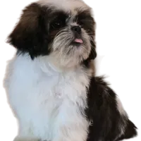 "Caleb", a male Shih Tzu for sale in San Diego, CA – Photo 6 of 10