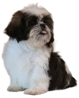 "Caleb", a male Shih Tzu for sale in San Diego, CA – Photo 6 of 10