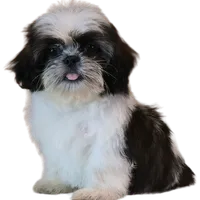 "Caleb", a male Shih Tzu for sale in San Diego, CA – Photo 7 of 10