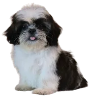 "Caleb", a male Shih Tzu for sale in San Diego, CA – Photo 7 of 10