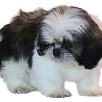 "Caleb", a male Shih Tzu for sale in San Diego, CA – Photo 8 of 10