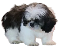 "Caleb", a male Shih Tzu for sale in San Diego, CA – Photo 8 of 10