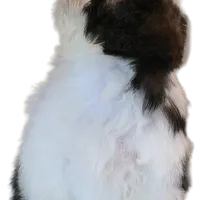 "Caleb", a male Shih Tzu for sale in San Diego, CA – Photo 4 of 10