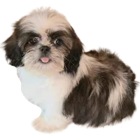 "Caleb", a male Shih Tzu for sale in San Diego, CA – Photo 1 of 10