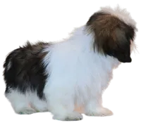 "Caleb", a male Shih Tzu for sale in San Diego, CA – Photo 9 of 10