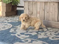 Bower, a male Bichon Frise and Maltipoo for sale in San Diego, CA – 5 of 9