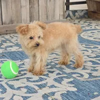 Roxy, a female Maltipoo for sale in San Diego, CA – 5 of 6