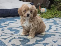 Hugo, a male Maltipoo for sale in San Diego, CA – 5 of 8