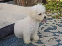 Jaimee, a female Maltipoo and Shih Tzu for sale in San Diego, CA – 3 of 10