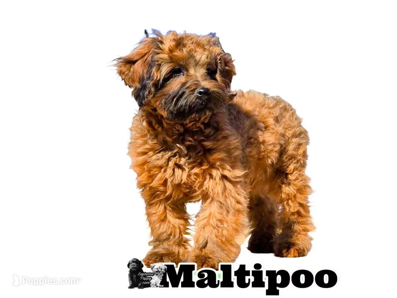 "Molly", a female Maltipoo for sale in San Diego, CA – Photo 1 of 1