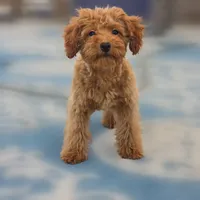Ray, a male Poodle - Miniature  for sale in San Diego, CA – 4 of 10