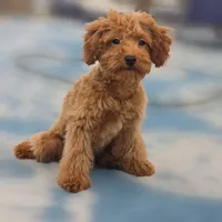 Ray, a male Poodle - Miniature  for sale in San Diego, CA – 8 of 10