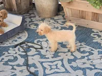 Danni, a female Maltipoo for sale in San Diego, CA – 7 of 10