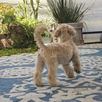 Quinn, a male Maltipoo for sale in San Diego, CA – 8 of 10