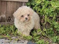 Hiro, a male Maltipoo for sale in San Diego, CA – 6 of 10