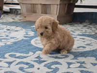 Harra, a female Maltipoo for sale in San Diego, CA – 2 of 10