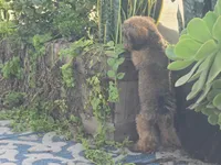 JuJu, a female Maltipoo and Shih Tzu for sale in San Diego, CA – 7 of 10
