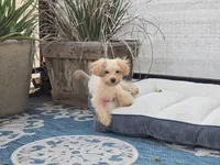 Danni, a female Maltipoo for sale in San Diego, CA – 8 of 10