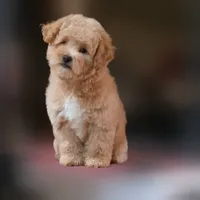 Rascal, a female Maltipoo for sale in San Diego, CA – 5 of 9