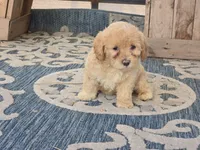 Bella, a female Bichon Frise and Maltipoo for sale in San Diego, CA – 5 of 7