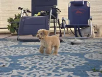 Jewel, a female Maltipoo and Shih Tzu for sale in San Diego, CA – 9 of 10