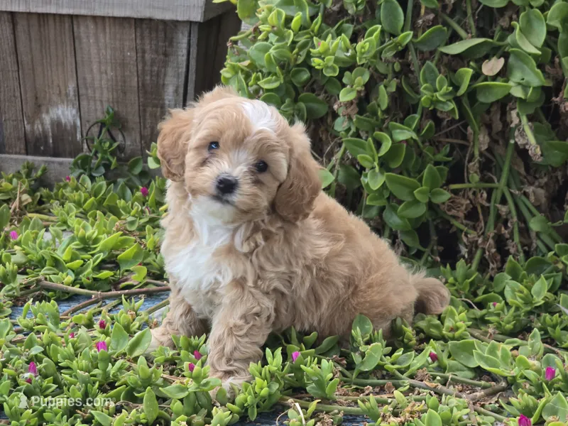 Hugo – Maltipoo puppy for sale in San Diego, CA