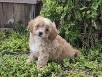 Hugo, a male Maltipoo for sale in San Diego, CA – 1 of 8