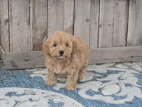 Harra, a female Maltipoo for sale in San Diego, CA – 9 of 10