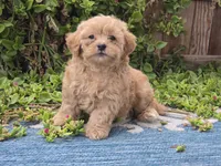 Huey, a male Maltipoo for sale in San Diego, CA – 9 of 9