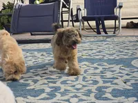 JuJu, a female Maltipoo and Shih Tzu for sale in San Diego, CA – 5 of 10