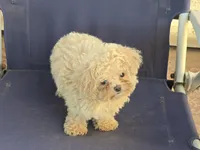 Hiro, a male Maltipoo for sale in San Diego, CA – 10 of 10