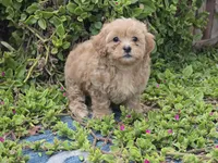 Huey, a male Maltipoo for sale in San Diego, CA – 8 of 9