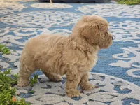 Ben, a male Bichon Frise and Maltipoo for sale in San Diego, CA – 7 of 10