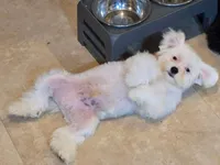 "Hudson", a male Maltipoo and Havanese for sale in San Diego, CA – Photo 2 of 6