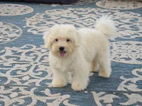 "Hudson", a male Maltipoo and Havanese for sale in San Diego, CA – Photo 1 of 6