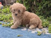 Huey, a male Maltipoo for sale in San Diego, CA – 5 of 9