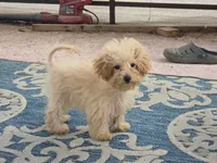Danni, a female Maltipoo for sale in San Diego, CA – 3 of 10