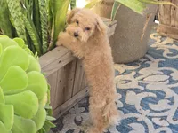 Jewel, a female Maltipoo and Shih Tzu for sale in San Diego, CA – 10 of 10