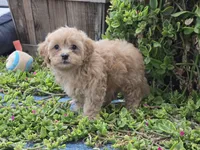 Huey, a male Maltipoo for sale in San Diego, CA – 4 of 9