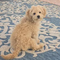 Quinn, a male Maltipoo for sale in San Diego, CA – 4 of 10