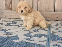 Bower, a male Bichon Frise and Maltipoo for sale in San Diego, CA – 3 of 9