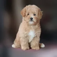 Rascal, a female Maltipoo for sale in San Diego, CA – 6 of 9