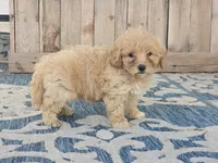 Brandy, a female Bichon Frise and Maltipoo for sale in San Diego, CA – 5 of 9