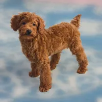 Rubio, a male Poodle - Miniature  for sale in San Diego, CA – 5 of 10