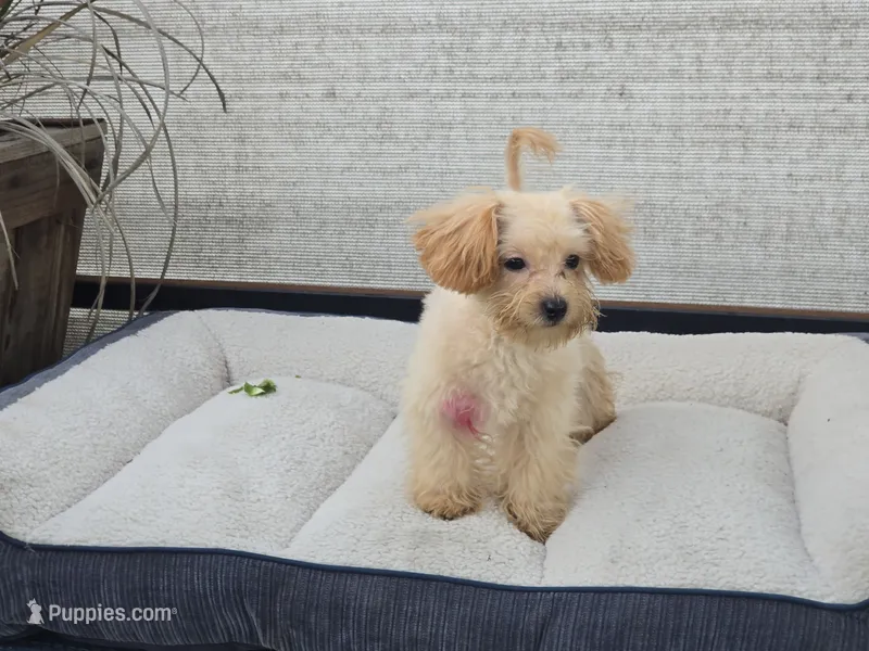 Danni – Maltipoo puppy for sale in San Diego, CA