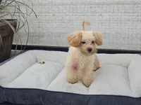 Danni, a female Maltipoo for sale in San Diego, CA – 1 of 10