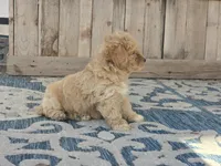 Brandy, a female Bichon Frise and Maltipoo for sale in San Diego, CA – 3 of 9
